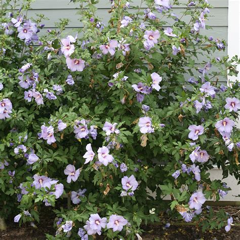 Azurri Blue Satin Hibiscus Spring Meadow Wholesale Nursery Spring