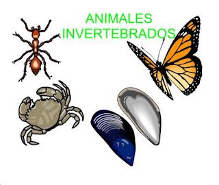 Y UNA TIZA AL CIELO Actividad Interactiva Invertebrados