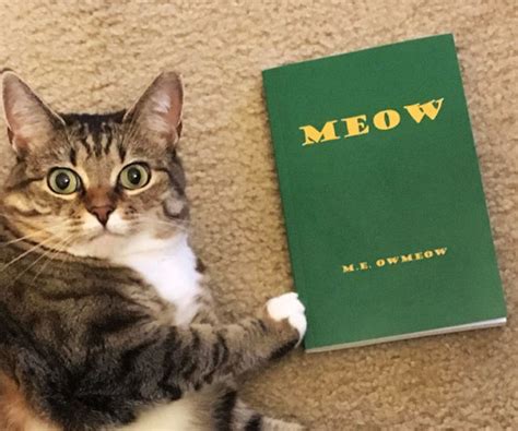 Meow The Book For Cats - Cool Stuff to Buy Online