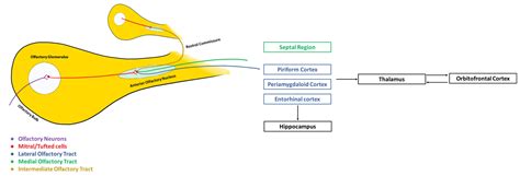 Brain Sciences Free Full Text The Olfactory Bulb In Companion