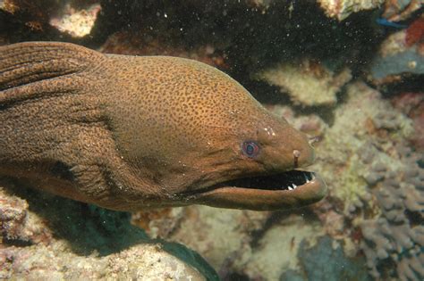 What Do Eels Prey On