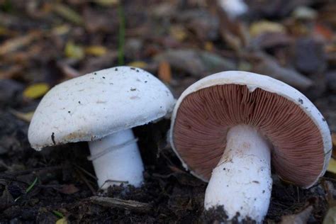 Agaricus campestris champiñón silvestre características propiedades