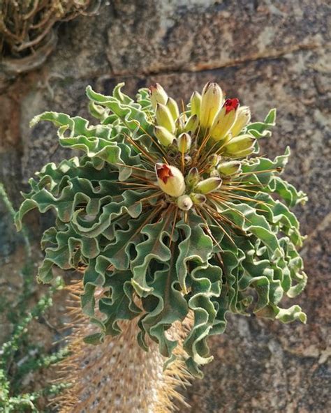 A Close Up Of A Plant On A Rock Wall