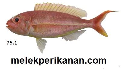 Ikan Kurisi Atau Balinese Threadfin Bream Nemipterus Balinensis