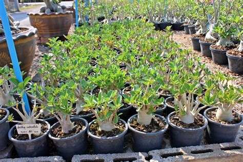 ไพสิฐฟาร์ม 欢迎光临林章记农场 Paisitfarm Adenium ชวนชม