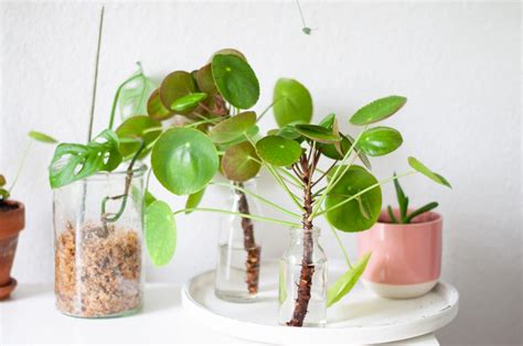 Pilea Vermehren Mit Ablegern Super Infos Zur Pflege Der Pilea