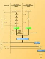 FACTEURS DE COAGULATION SANGUINE Encyclopædia Universalis