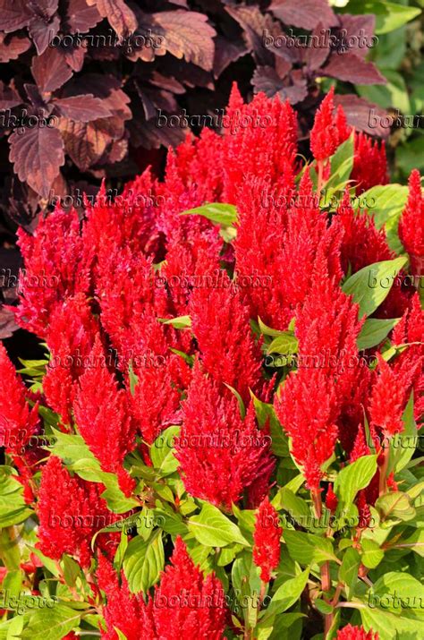 Images Celosia Argentea Var Plumosa Fresh Look Red Images Of