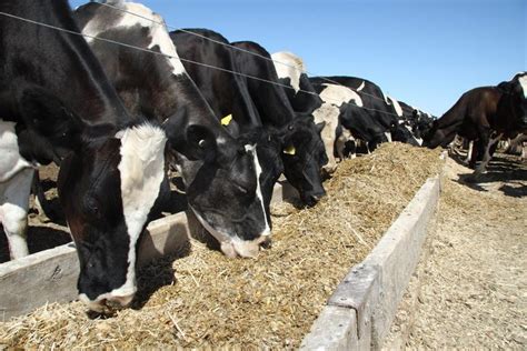 Cattle Supplements: Understanding the Benefits and Value - Bentoli