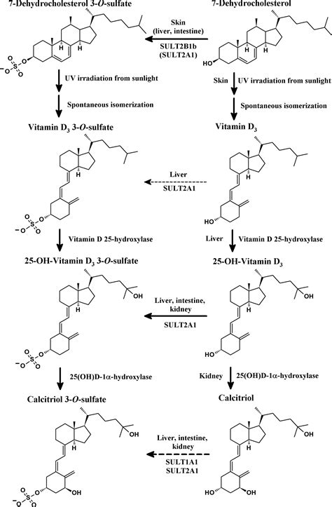 Sulfation Of Vitamin D3related Compoundsidentification And