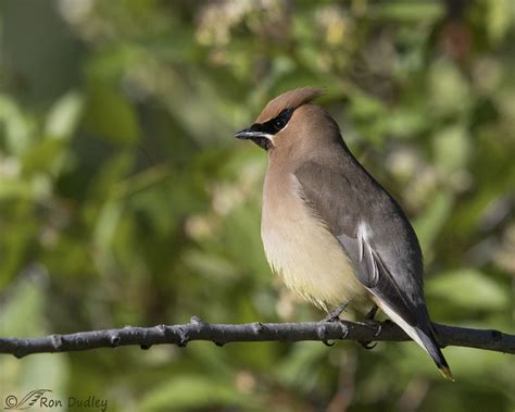 Cedar Waxwings – Feathered Photography