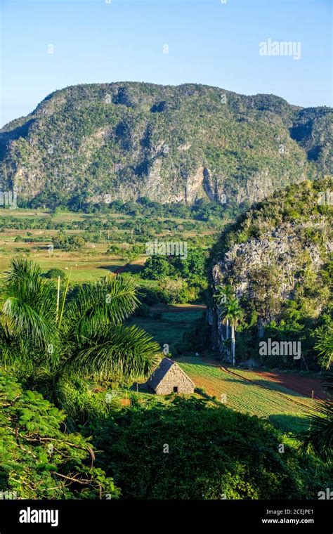 The Viñales valley in Cuba, famous for its mountains and its tobacco plantations Stock Photo - Alamy