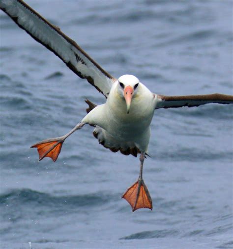 Bird Lore Laysan Albatross My Edmonds News