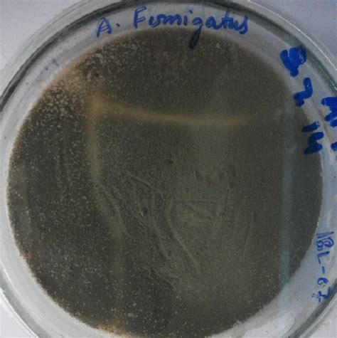 Figure 1 From Isolation Of Indigenous Brown Rot Fungi From Rotten Wood