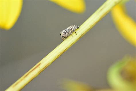 White Cheeked Jumping Spiders From West Chicago IL On October 4 2023