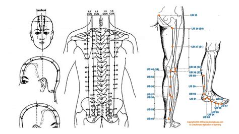 Bladder Meridian Key Points Diagram Quizlet