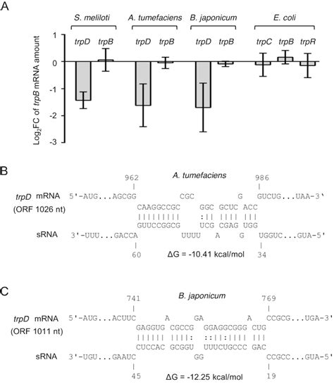 Transcription Attenuation Derived Small RNA RnTrpL Regulates Tryptophan