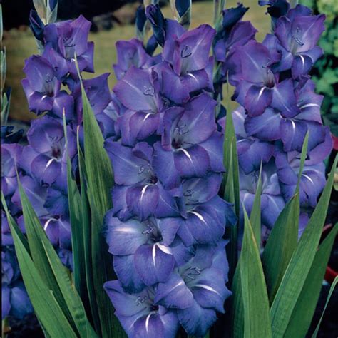 Gladiolus Bulbs For Sale Australia At Steven Perez Blog