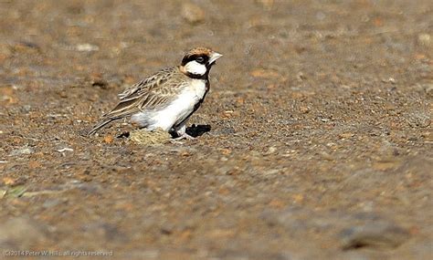 Sparrow Lark Archives World Bird Photos