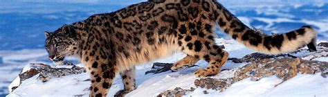 About Snow Leopard | WWF India