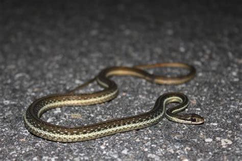 Eastern Ribbonsnake Florida Snake Id Guide