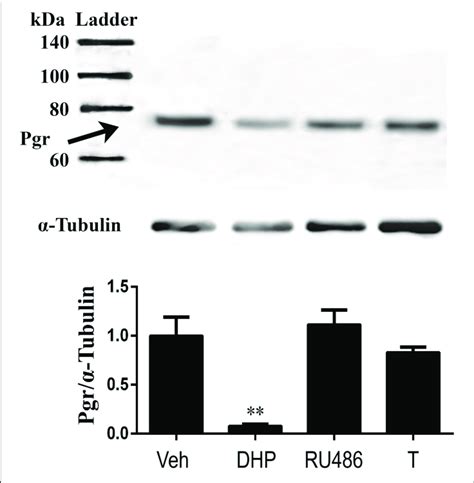 Exposure Of Exogenous Dhp Significantly Reduced Pgr Protein While