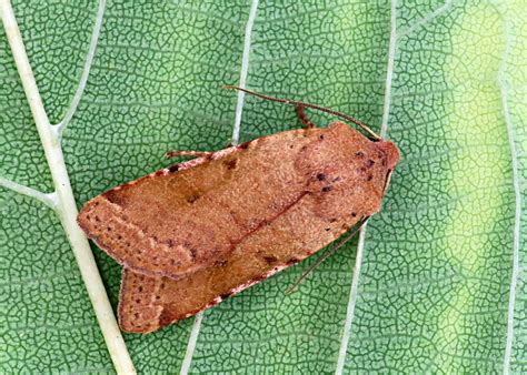 Agrochola Lychnidis Bf Beaded Chestnut I Flickr