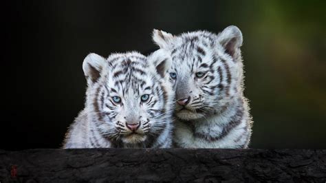 White Tiger Cub Wallpaper - WallpaperSafari