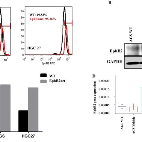 Effect Of EphB2 Activation On The Migration Of GC Cells A And B