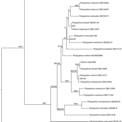 Sporangia Of Phytopythium Species A P Sindhum Four Stages Of