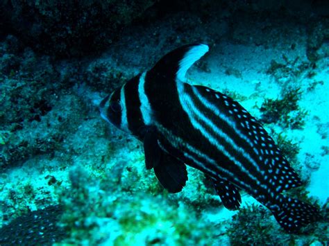 Reef1845 Spotted Drum Equetus Punctatus Image Id Reef18 Flickr