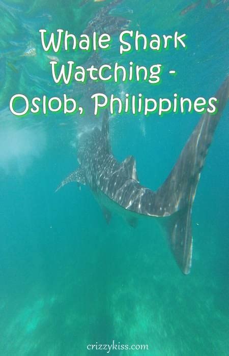 Whale Shark Watching Oslob Cebu Travel Guide Artofit