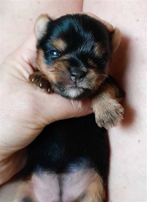 Yorkshire Terrier Zkwp Fci Suczka Katowice D Br Wka Ma A Olx Pl