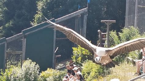 Mautern Der Wilde Berg Greifvogelschau Youtube