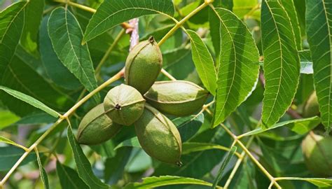 Nut Trees In Pennsylvania 14 Common Varieties That Thrive Rennie