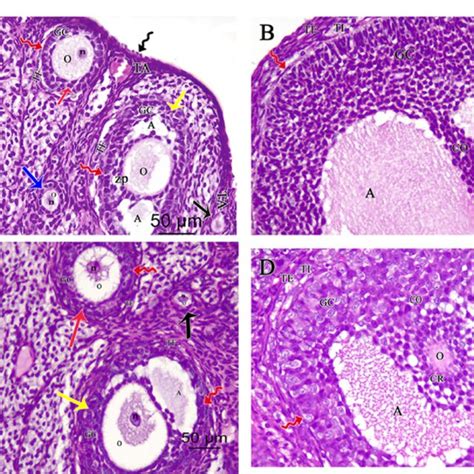 Photomicrographs Of H E Stained Ovarian Sections Of A C