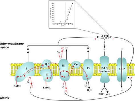 Ros Production By The Electron Transport Chain Etc Role Of Download Scientific Diagram