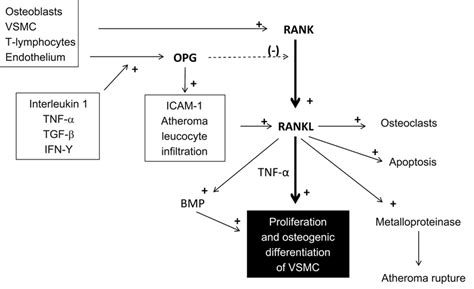 Signaling Pathways In Rank Rankl Opg Axis Atherosclerotic Inflammatory Download Scientific