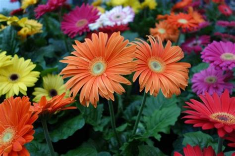 Growing Gerbera Daisy In Pots A Full Guide Gardening Tips