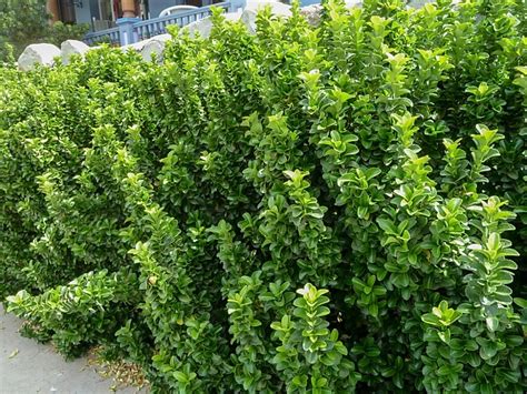 Овалнолистно птиче грозде – “ Ligustrum ovalifolium „ – Интернет ...
