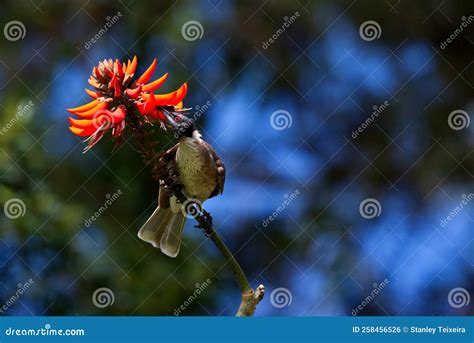 Friarbird Also Called A Leatherhead Stock Photo Image Of Leaf Insect