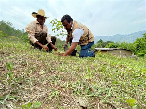 Icf On Twitter Yoro Reforestando Con El Impulso Del Programa