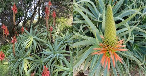 Aloe Arborescens Torch Aloe World Of Succulents