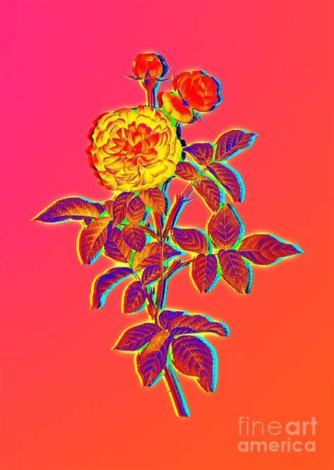 Neon Pink One Hundred Leaved Rose Botanical Art N 0752 Painting By Holy