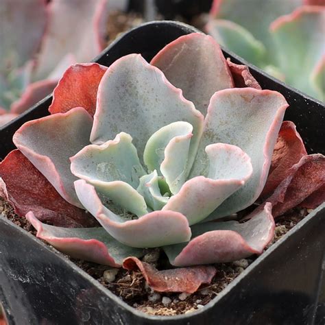 Echeveria Crinoline Ruffles Mountain Crest Gardens™