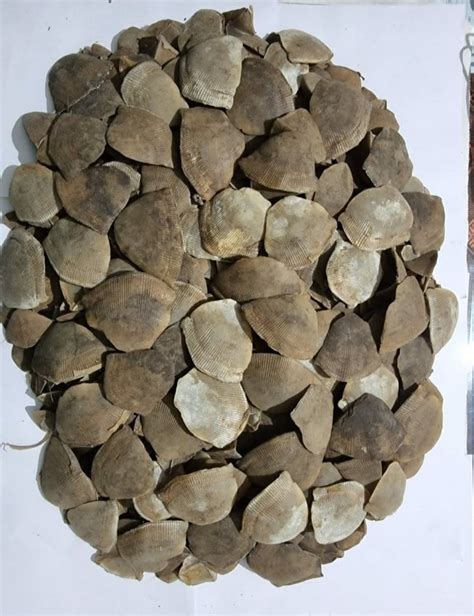 Odisha Stf Seize Over Kg Pangolin Scales Arrest One Poacher In