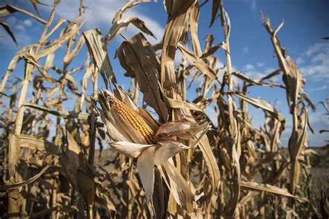 Plagas Las Buenas Prácticas Agrícolas Ayudan Al Manejo De La