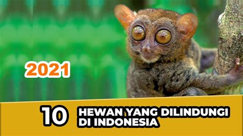 20 Hewan Yang Dilindungi Di Indonesia Homecare24