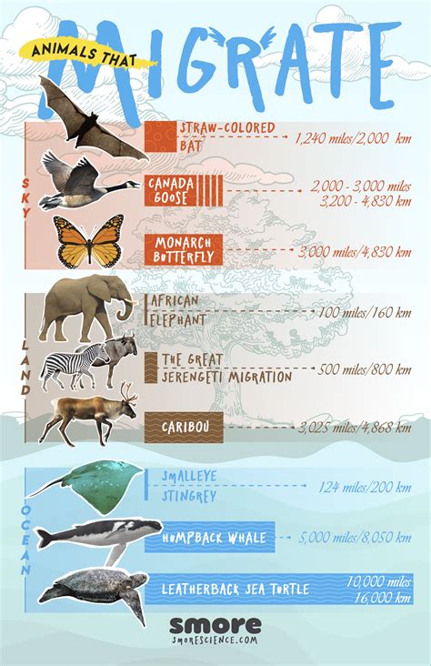 Animals Who Migrate 