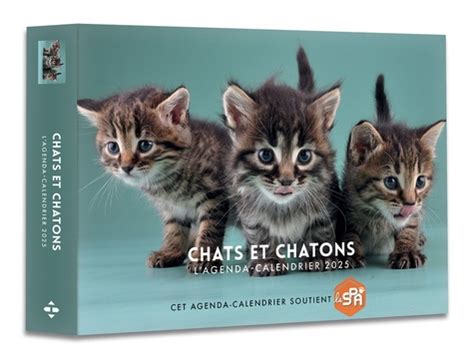 Agenda Calendrier Chats Et Chatons 2025 De Collectif Livre Decitre